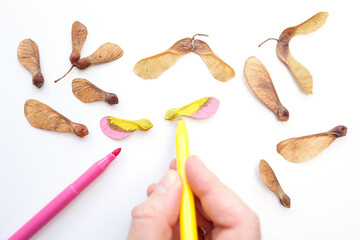Hand coloring maple seeds with markers, partially colored with pink and yellow, with a hand holding a marker. Ideal for creative industries, nature-inspired designs, art classes, craft businesses.