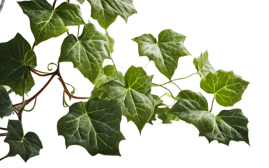 A green ivy plant with trailing vines, isolated on a empty plain background