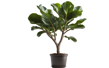 A large fiddle leaf fig tree with broad, glossy leaves, isolated on a empty plain background