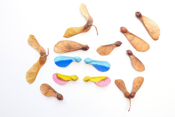 Natural and painted maple seeds, A collection of samaras, the winged seeds from maple trees, arranged on a white background. Perfect for eco-friendly brands, education, nature-themed designs, craft,