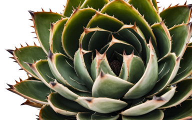 A large green spiky agave plant in a ceramic pot, isolated on a empty plain background