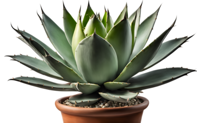 A large green spiky agave plant in a ceramic pot, isolated on a empty plain background