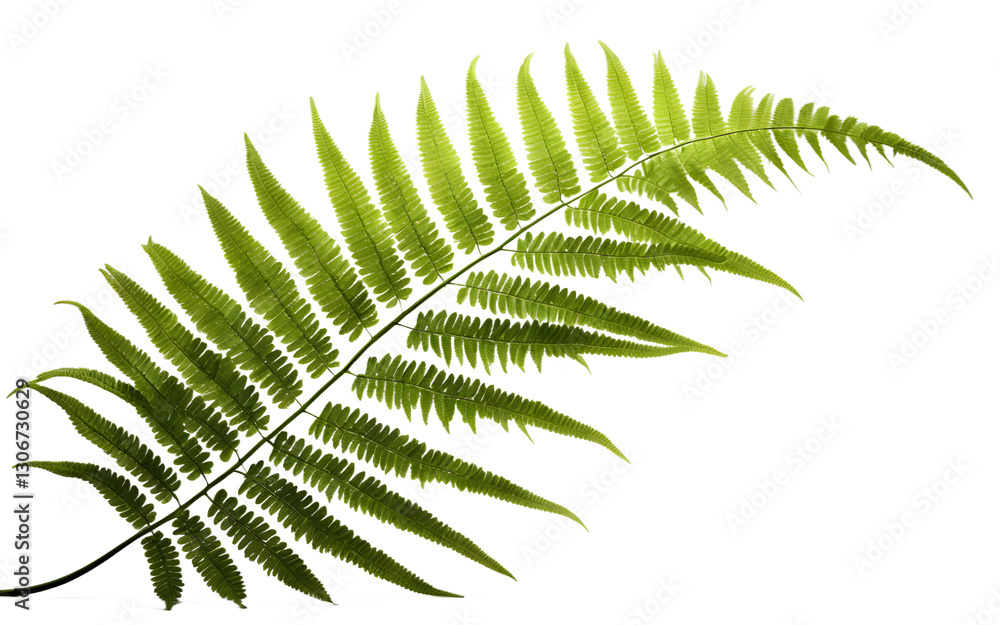 Poster a lush green fern with delicate fronds, isolated on a empty plain background