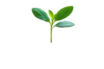 young plant sprout growing from soil isolated on white or transparent png background