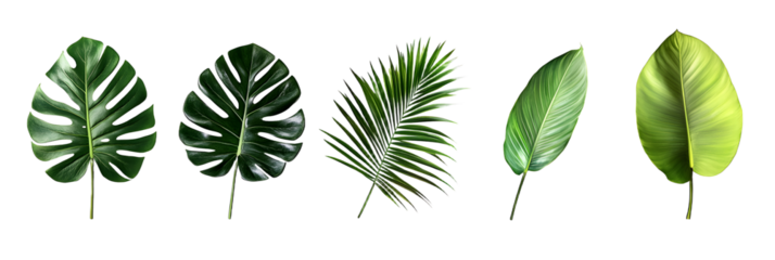 Different palm leaves, monstera, exotic plants on transparent background.PNG