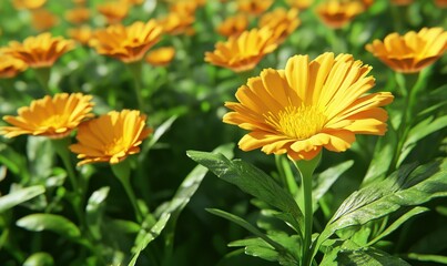 Fototapeta premium Close-up of bright yellow marigolds in a garden illuminated by natural sunlight emphasizing their vibrant petals and lush green leaves