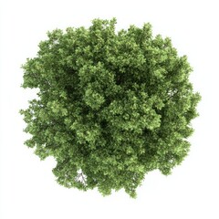 Obraz premium Real Walnut Tree tree outdoors foliage.