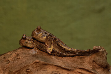 Two barred mudskipper fish resting on a rotten log stranded on the seashore. This fish, which is mostly done in the mud, has the scientific name Periophthalmus argentilineatus.
