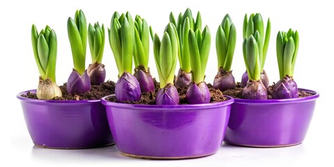 Spring's arrival: a close-up of a violet hyacinth emerging from its pot, ready for use with a clipping path.