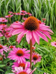 pink daisy flower