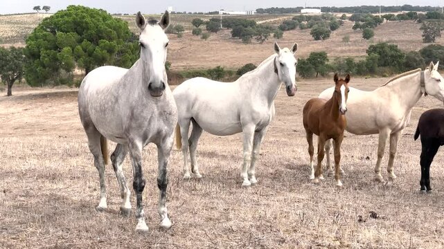 Horses roaming freely across the dry, golden plains of Alentejo, Portugal, suiting perfectly nature documentaries and travel contente by showing Portugal's rural charm.