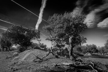 Dramatic black and white landscape with twisted trees and dynamic cloud formations.
