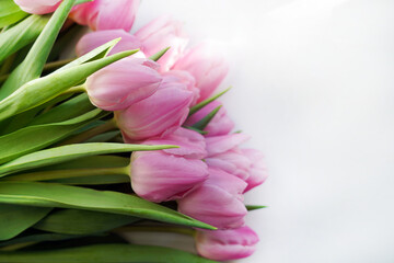 Spring pink tulip flowers and petals on white background. Floral holiday card or romantic banner with copy space