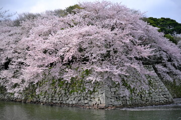 彦根城の石垣と堀と見事な桜