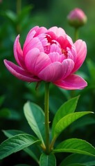 Fototapeta premium Dew-kissed peony bloom against soft green leaves, delicate, garden