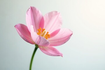 A delicate flower in soft focus against a white background, floral, isolated
