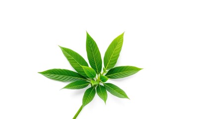 Obraz premium Single vibrant green plant isolated on pure white background, closeup, graphic