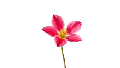 Fototapeta premium A single, vibrant bloom isolated against a pure white backdrop, elegance, texture