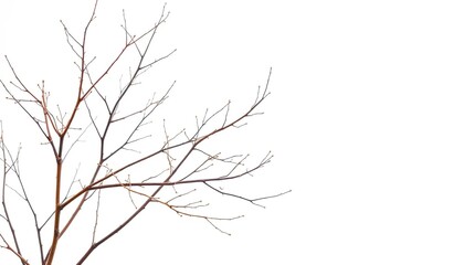 Obraz premium Delicate, bare branches isolated against a pure white backdrop, setting, organic