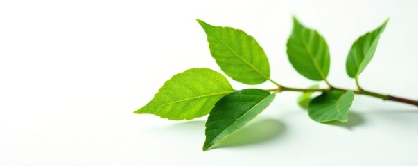 Fototapeta premium Leafy branch with single stem on white background, photography, isolated, botanical