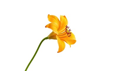 Obraz premium Single, wilting flower, isolated on pure white backdrop, sadness, delicate