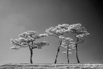 Black and white infrared landscape with pine trees