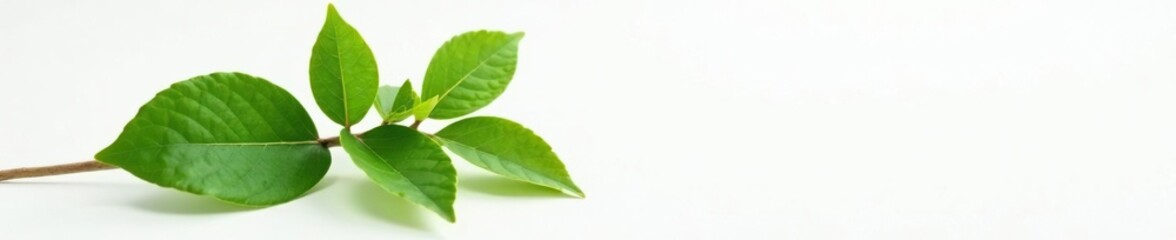 Naklejka premium Single branch of plant with leaves on white surface, leaves, nature