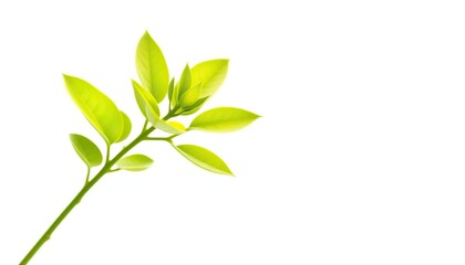 Naklejka premium Single vibrant green plant, isolated on pure white background, macro, leaves