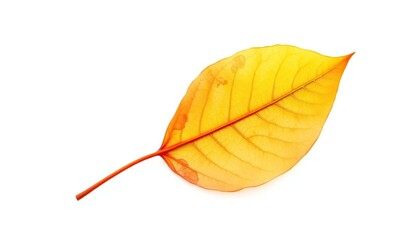 Single wilting leaf, isolated on pure white background, texture, fragile