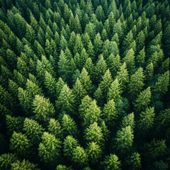 Fototapeta premium Pine Forest Pathway Walking Through a Serene Green Wonderland