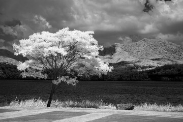 Landscape with trees seen in infrared