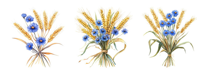 Watercolor and set of bouquets of wheat and cornflowers png. Golden ears of wheat combined with blue cornflower flowers. Symbol of harvesting from the field. Symbolism of Ukraine. 