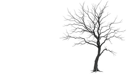 Fototapeta premium A solitary tree, stark branches against a pure white backdrop, royalty free, image