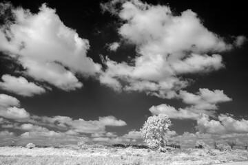 Black and white infrared photo with clouds and trees