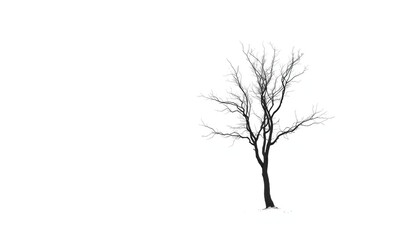 A lone tree stands stark against a pure white backdrop, scenic, landscape