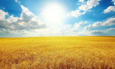 Expansive golden fields under a bright blue sky with clouds.