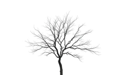 Obraz premium Lone deciduous tree, stark branches against pure white, summer, tranquil