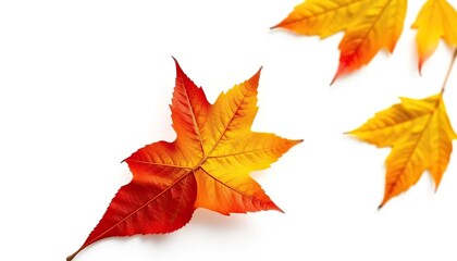 Single autumn leaf isolated on white background, november, nature