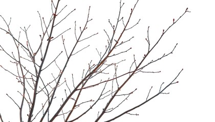 Fototapeta premium Bare, winter branches isolated on pure white backdrop, stark, element