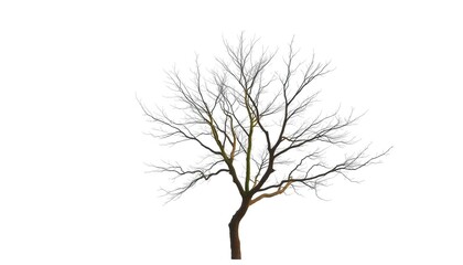 Lone deciduous tree, stark branches against pure white backdrop, roots, winter
