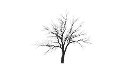 Lone deciduous tree, stark branches against pure white, image, organic