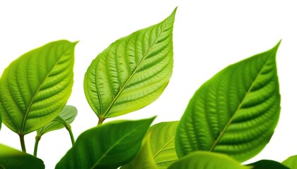 Fototapeta premium Intricate detail of lush green leaves, vibrant and healthy, isolated on pure white, flora, stem