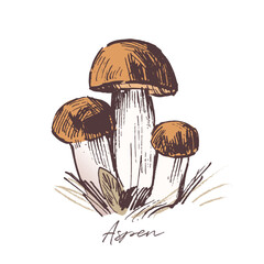 Aspen mushroom sketch drawing, hand drawn vector illustration