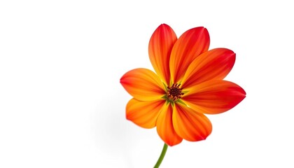 Fototapeta premium A single vibrant flower, petals perfectly formed, isolated against a pure white backdrop, graphic, spring