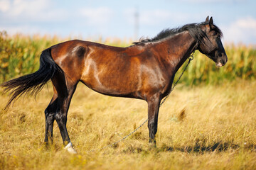 Fototapeta premium horse in the field
