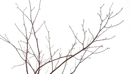 Obraz premium Delicate, bare branches isolated against a pure white backdrop, tree, texture