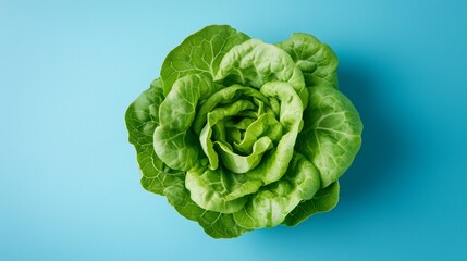 Fototapeta premium Shadowless macro photo of isolated lettuce on a blue background, flat lay, top view, with lite contrast and no depth of field.