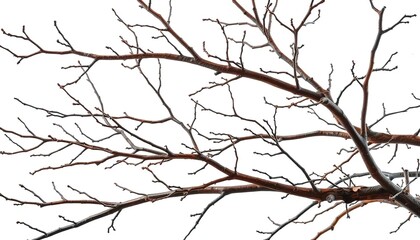 Obraz premium Isolated bare branches against pure white backdrop, showcasing intricate textures and natural forms, minimalist, simple