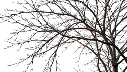 Obraz premium Bare, intertwined branches against a stark white backdrop, trees, photography