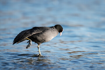 Blässhuhn auf einem Bein balancierend auf der Wasseroberfläche, seitliche Ansicht in natürlicher Umgebung